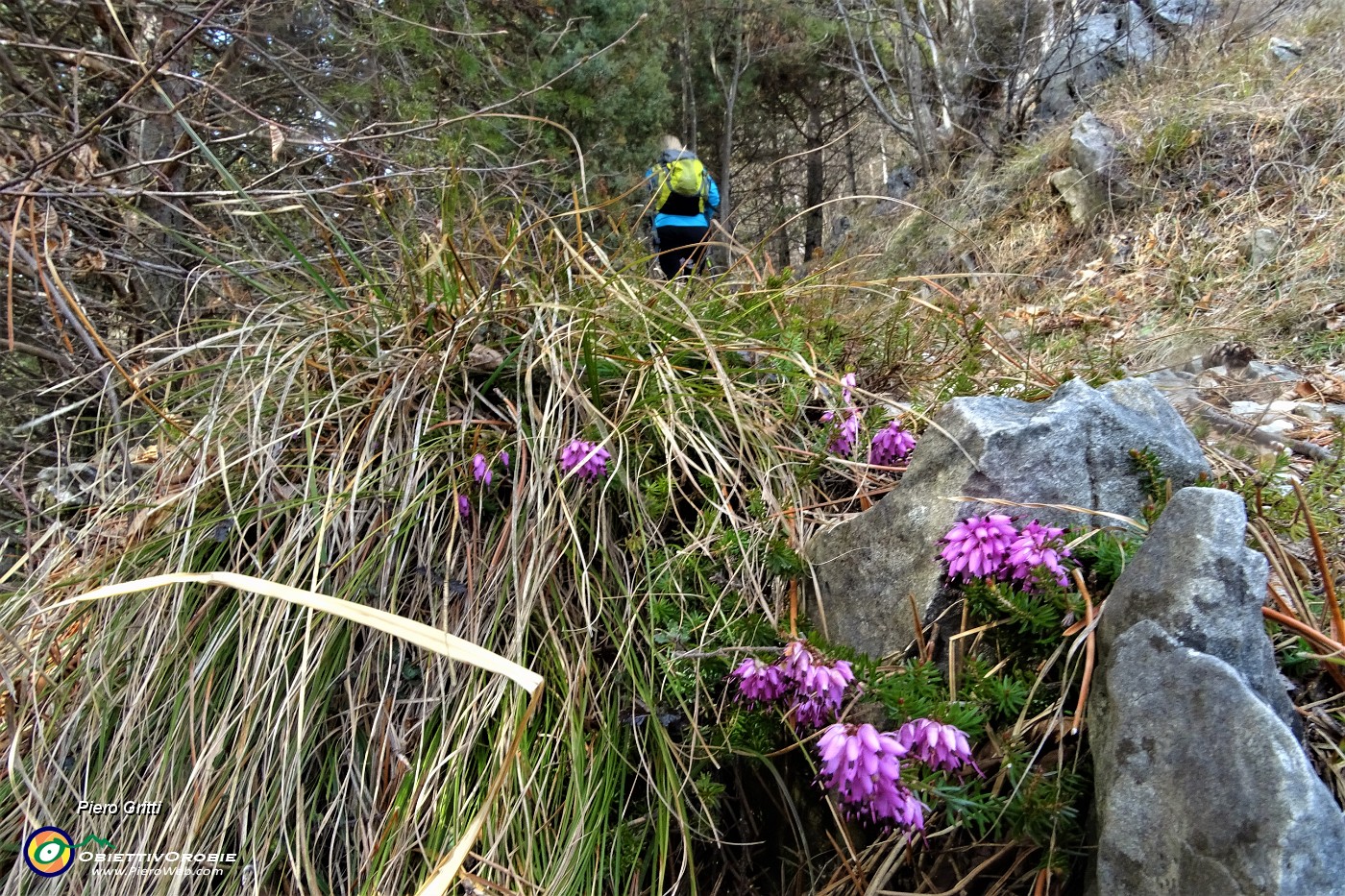 20 In decisa salita  con ..erica in fiore.JPG